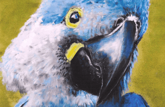 Aus dem Leben gezeichnet – Ausstellung von Martina Pfeifer